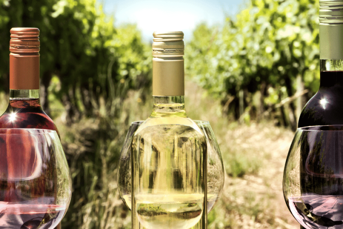terroir nel vino